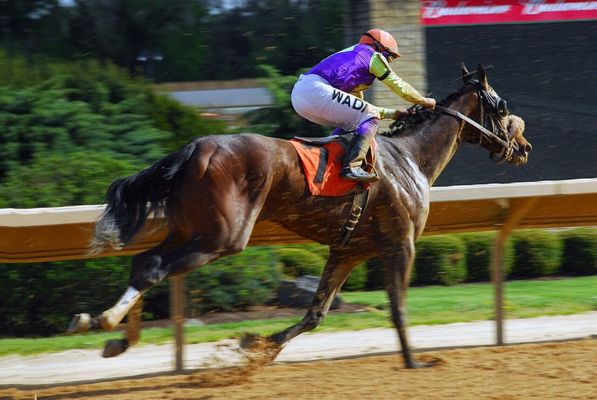 中山競馬 2024-09-14 14:16 第9レース データ分析予想. 日本競馬！勝つための秘策！